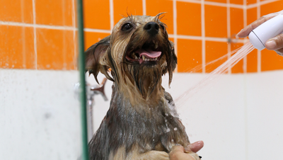 Pet Shop Banho e Tosa perto de mim - Como escolher o correto